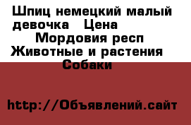 Шпиц немецкий малый девочка › Цена ­ 15 000 - Мордовия респ. Животные и растения » Собаки   